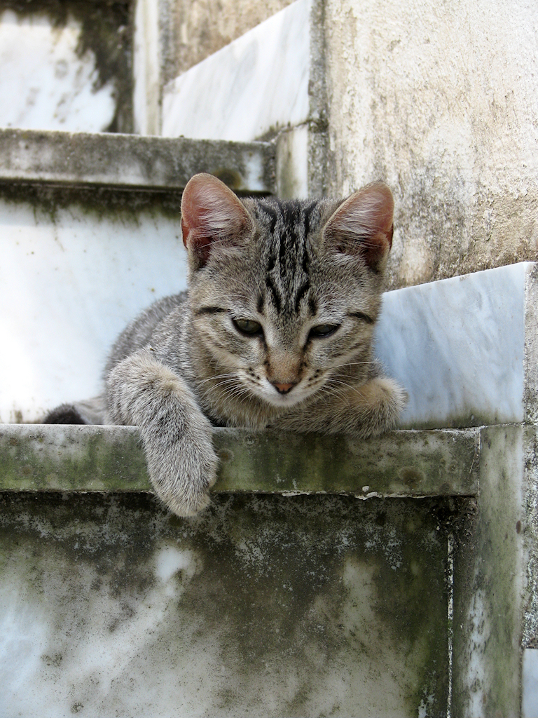 Relaxed kitten - 3 by johntgr