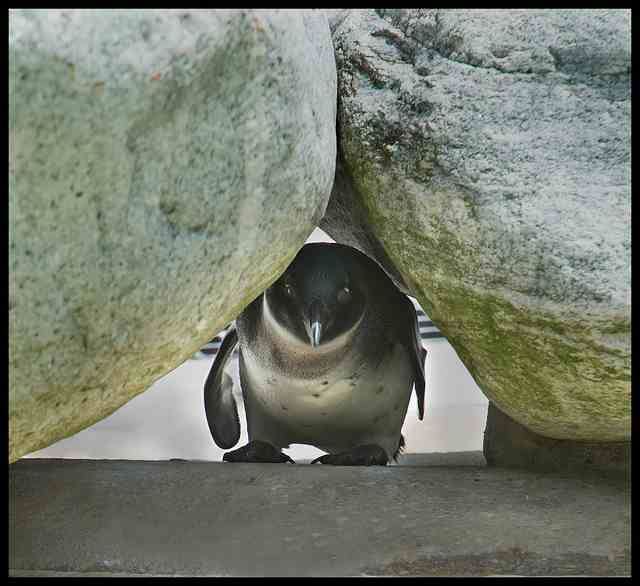 Baby penguin
